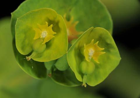 En lumière blanche, on voit au cœur de cette coupe un pistil vert pendant (organe femelle), quatre glandes nectarifères jaunes en croissant et, au centre, un bouquet de petites étamines tassées,