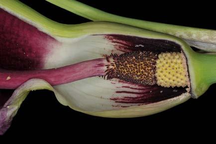 Les organes floraux sont protégés par un grand cornet pourpre, renflé en ampoule verte à sa base, la spathe, ici sectionnée.