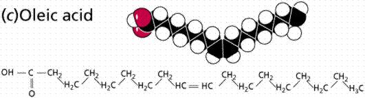 Lipides * Acide palmitique (C16) 1 * Acide
