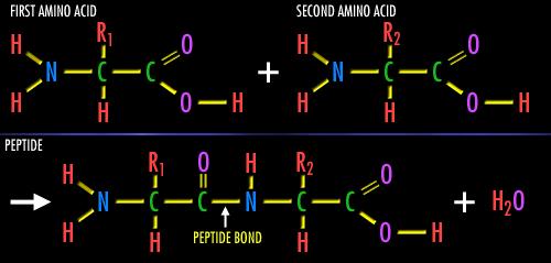 Structure d un amino-acide α-c R 2 C C 20 amino-acides différents en
