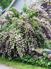 Flore Sauvage En Suisse Et Jardins Botaniques Spiraea