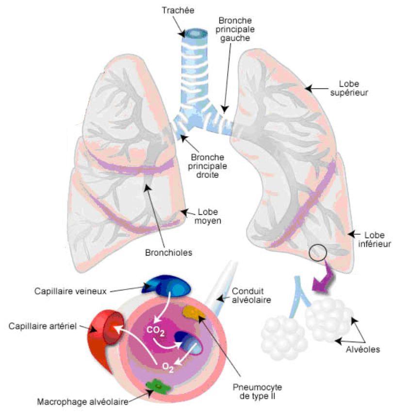 Pourquoi les poumons? La surpression pulmonaire La respiration permet l échange gazeux entre le sang et le milieu extérieur.