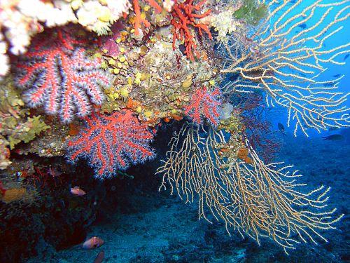 Les polypes vivent par groupe et forment donc les récifs coralliens, lorsque l un d entre eux meurt, il est naturellement remplacé par un autre corail, ajoutant ainsi une nouvelle couche au récif.