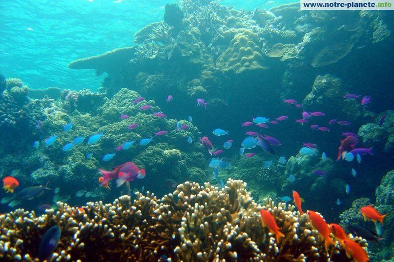 Le corail attire et fait des envieux. Nombreux sont ceux (espèces animales et végétales) qui s abritent en lui et se nourrissent.