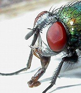 III) Lucilia sericata : la mouche utilisée pour la larvothérapie Lucilia sericata, de son ancien nom Phaenicia sericata, également appelée la mouche verte (the Green Botfly), est quasiment la seule