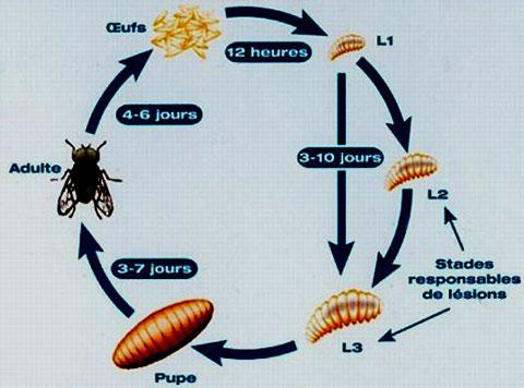 le plus souvent deux crochets (23). Ces larves passent par différents stades au cours de leur maturation pour donner une pupe où s'effectue la métamorphose d'où l'adule émerge (25) (Figure 2).