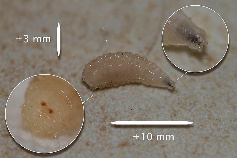 Les larves sont composées de 12 segments, avec 2 crochets à l extrémité antérieure et 1 paire de stigmates respiratoires à l'extrémité postérieure (27,34) (Photo 12).