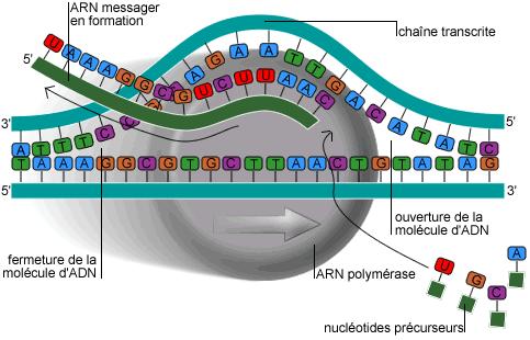 II. la transcription 1. l'arn messager Comme l'adn, l'arn messager est un acide nucléique.