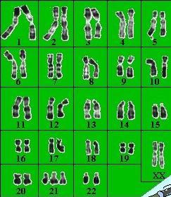 Ces chromosomes sont ceux d un homme car il y a un chromosome X et un chromosome Y.