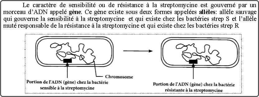 1. - le caractère héréditaire considéré est le comportement vis-à-vis de la streptomycine - Ce caractère se manifeste par 2 phénotypes: le phénotype sensible (Strep S) et le phénotype résistant