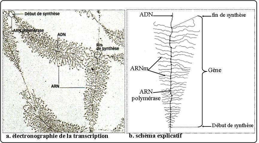 3. De l ADN à l ARNm : la transcription a.