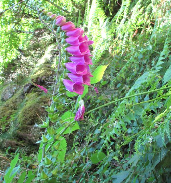 IMG_4921_web Botanique Plante rencontrée dans le : Aveyron (Estaing) Cette fleur