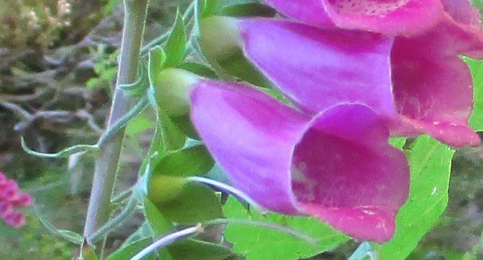 IMG_4921_w La fleur Les fleurs purpurines sont portées par des pédoncules munis de