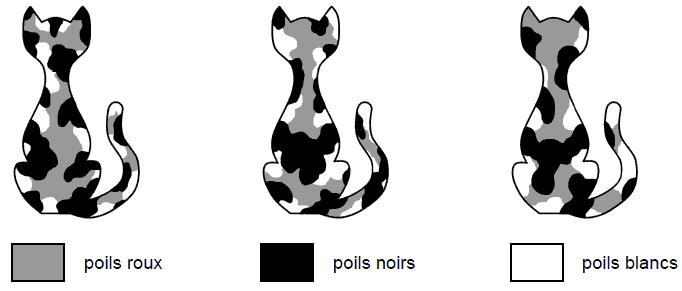 Document 1 : relation entre les allèles (O+ et O-) portés par les chromosomes sexuels et la couleur du pelage chez le chat La paire de chromosomes sexuels subit la même méiose que les autres