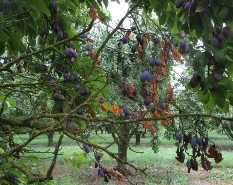Tous arbres fruitiers Acariens Cette année, les populations d acariens jaunes et de phytoptes ont été relativement faibles, sauf en fin de saison où les seuils de nuisibilité ont parfois été dépassés.