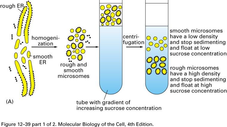 Isolement de microsomes rugueux et lisses à partir du reticulum endoplasmique Fig 12-39(A) Alberts, B., Johnson A.