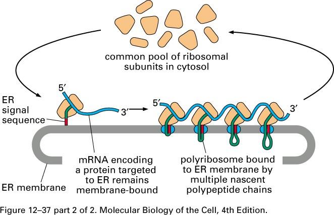 Le signal RE de la nouvelle chaîne dirige le ribosome vers la membrane du RE Alberts, B., Johnson A., Lewis, J., Raff, M.