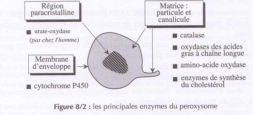 Les enzymes du peroxysome Cau, P., Seïte, R.