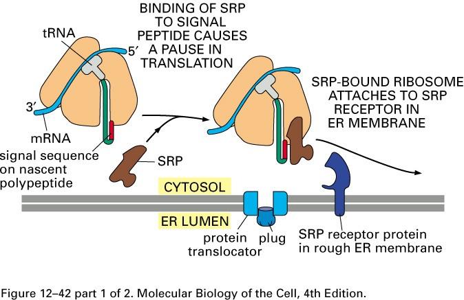 Guidage de la séquence signal et de la SRP vers la membrane du RE Alberts, B., Johnson A., Lewis, J., Raff, M.