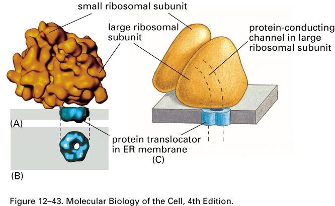 "Soudure" entre le ribosome et le translocateur Fig 12-43 Alberts, B., Johnson A., Lewis, J., Raff, M.