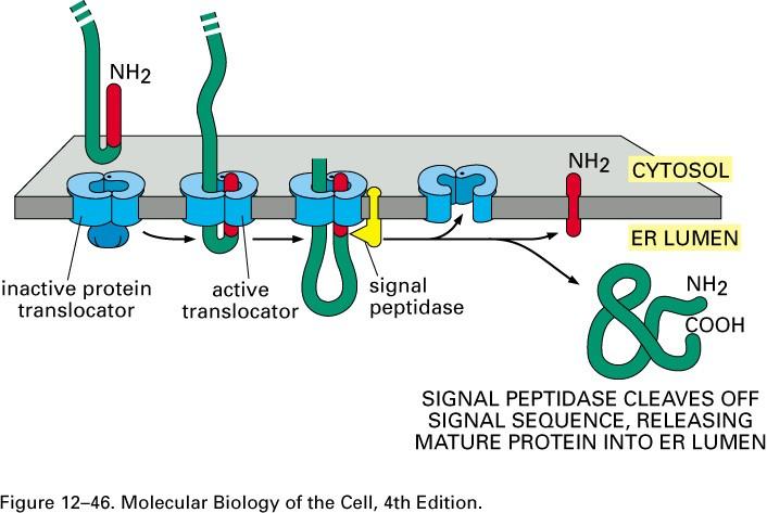 Translocation d'une protéine soluble Fig 12-46 Alberts, B., Johnson A., Lewis, J., Raff, M.