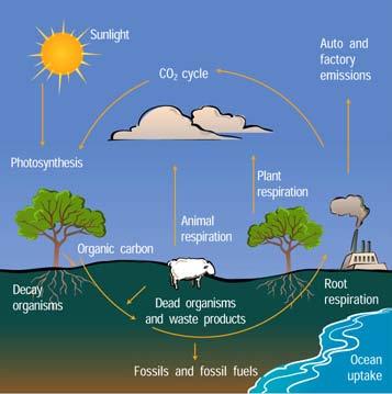 LE CHANGEMENT CLIMATIQUE Le cycle du carbone Le cycle du carbone est un cycle naturel du CO2 Un excédent de CO2 est émis par l'activité humaine lorsque des combustibles fossiles sont utilisés