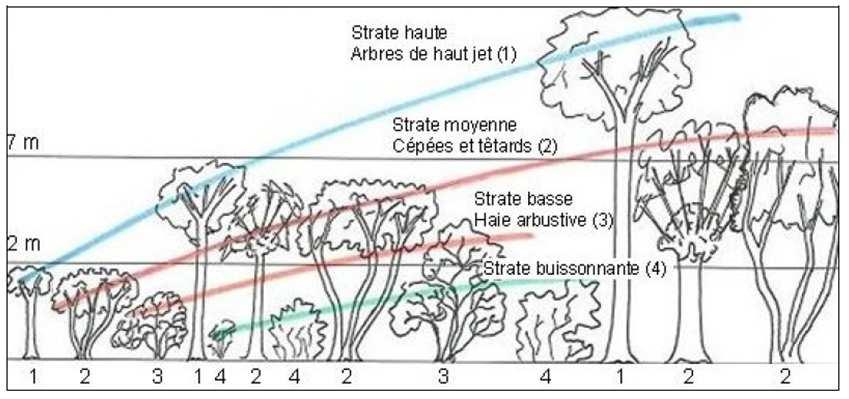 III -3 Evaluation du linéaire par type de haies Au cours de l étude de l évaluation de la biomasse bocagère en Basse-Normandie, réalisée en 2010, une typologie des haies a été identifiée selon