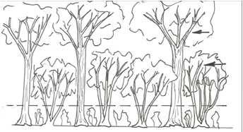 Des cépées et/ou arbustes peuvent s intercaler entre les arbres de hauts jets. Les jeunes plantations de haies à 2 ou 3 strates font partie de ce type.