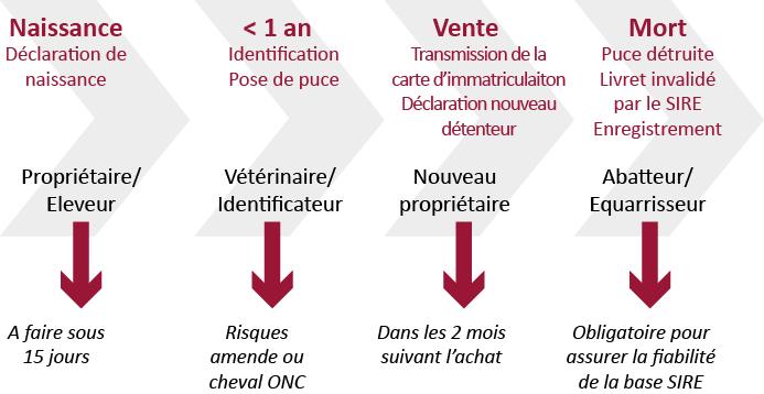 Les étapes de la réglementation durant la vie d un équidé source : chambres d agriculture Normandie, 2015 http://www.normandie.chambagri.fr/detail.asp?card=1043764&siteappelant=cran#.