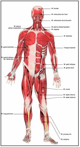 Le muscle strié est rouge et charnu dans sa masse centrale, ses extrémités tendineuses sont d un