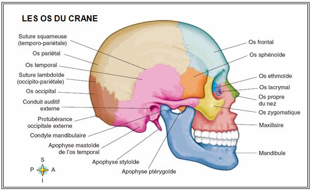 Le squelette axial comprend les os se trouvant près de l axe médian du corps. Le squelette appendiculaire est «accroché» au précédent.