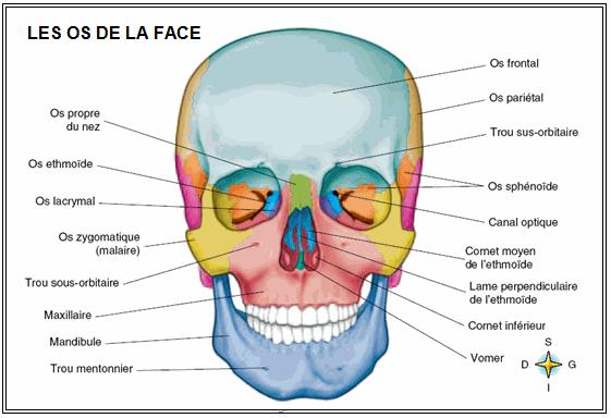 les os de la face : - les deux os malaires ou zygomatiques, forment les joues et ferment les orbites à l extérieur ; - les deux os propres du nez forment l arête du nez ; - les deux os lacrymaux