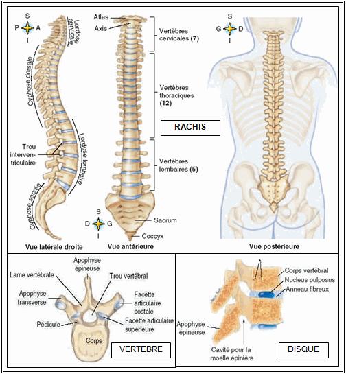 b) Le squelette du rachis : Le rachis, c est la colonne vertébrale. Une première fonction est de protéger la moelle épinière, appartenant au système nerveux.