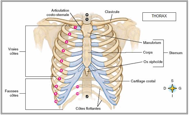 c) Le squelette de la cage thoracique : Il est constitué par la colonne vertébrale en arrière, latéralement par les côtes et par le sternum en avant.