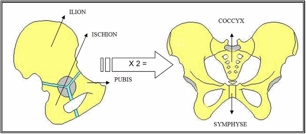 b) Le squelette du membre inférieur : La ceinture pelvienne : Le bassin est formé par l union du sacrum, du et des deux os iliaques.