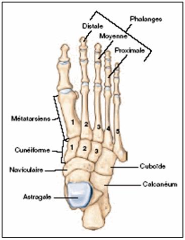 - Le pied : Le squelette du pied comprend, comme celui de la main, trois parties : le, le métatarse et les orteils. La configuration est assez proche de celle de la main.