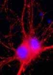 Chaque neurone établit des connexions avec les autres Les cellules