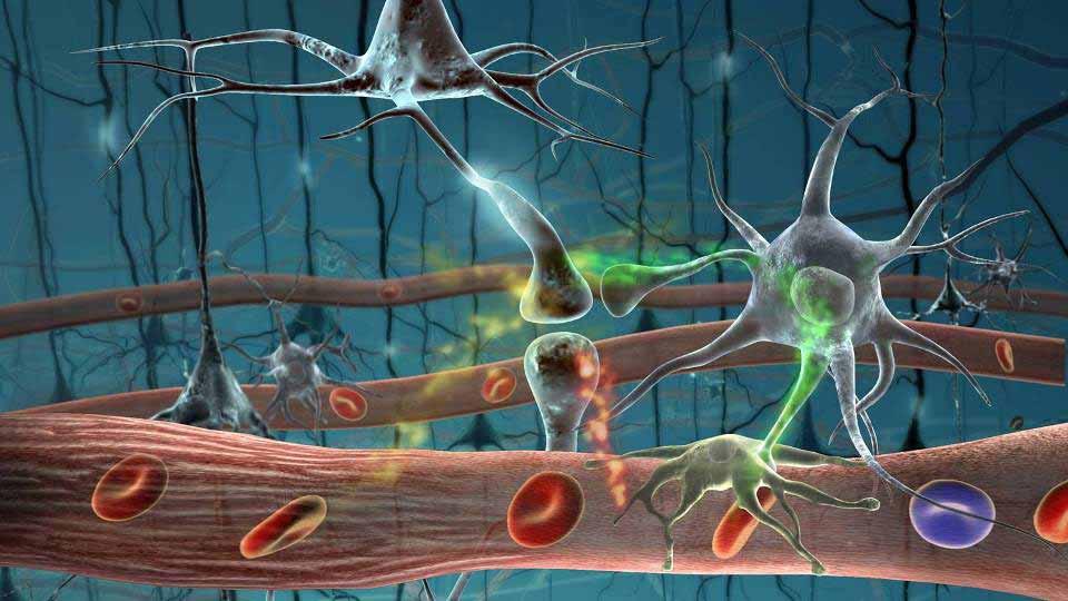 Chaque neurone peut établir jusqu à 100.000.