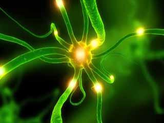 La stimulation sensorielle déclenche d un influx nerveux qui se propage dans le réseau r neuronal L information est codée sous forme de motif temporel d activités des neurones, formés par des traits
