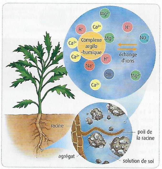 Document 3 : Interaction entre le sol et des solutions ioniques 1 / De quoi sont constitués les solides présents dans la terre arable? Des minéraux et des constituants organiques.