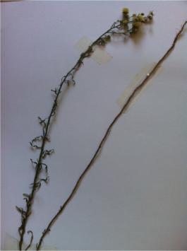 virgatum (Willd.