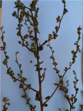 Cirsium scabrum (Poir.