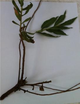 (Thymelaeaceae) Thymus