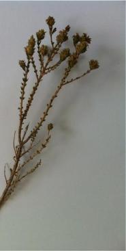(crophulariaceae) Cistus