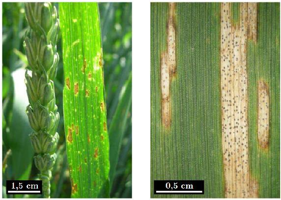 Effets sur les cultures de blé Au niveau des symptômes macroscopiques, la septoriose engendrée par Z.