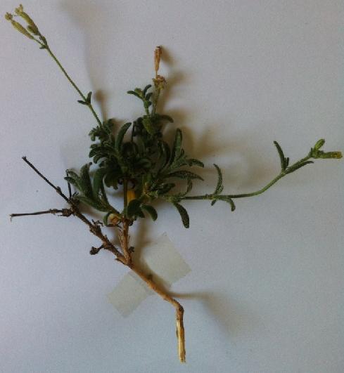 succulenta appartient à la famille des Caryophyllaceae. C est une plante robuste à grosse souche rameuse et à tiges étalées et ascendantes de 15-40 cm (Pottier-Alapetite, 1981). (figure 14).