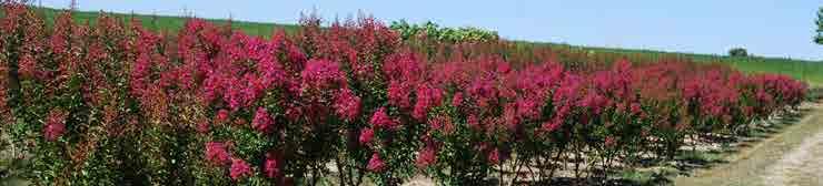Photinia X Fraseri Red Robin Korallberkenye Hedging Plants