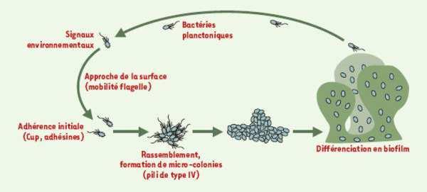 Introduction Chapitre I Figure 1 : Dynamique d un biofilm. (D après (Filloux and Vallet, 2003)) Les infections à P. aeruginosa P.