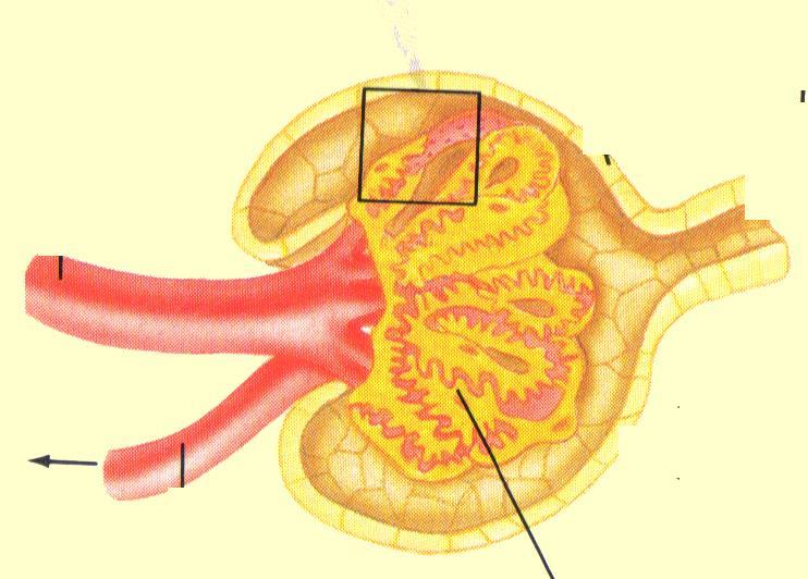 1- Corpuscule rénal = Glomérule + Capsule Artériole