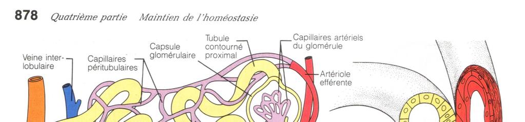 4- Appareil juxta-glomérulaire